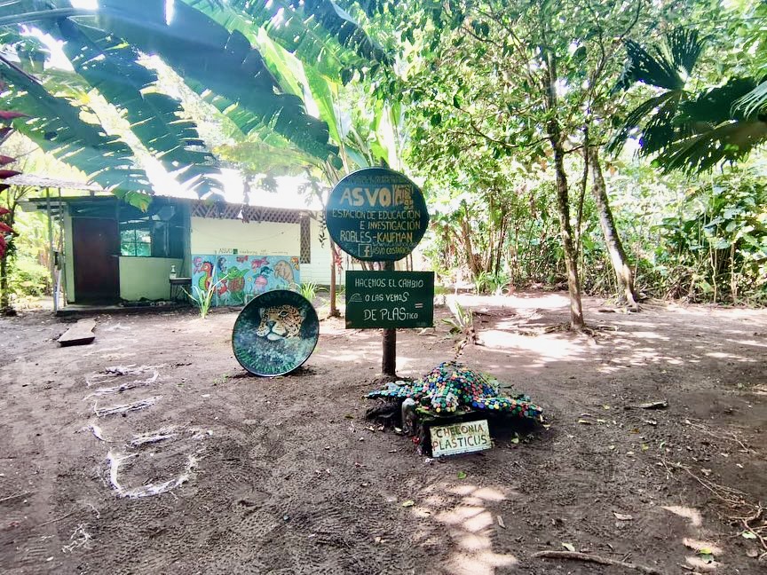 Conservación y voluntariado en Tortuguero, Limón
